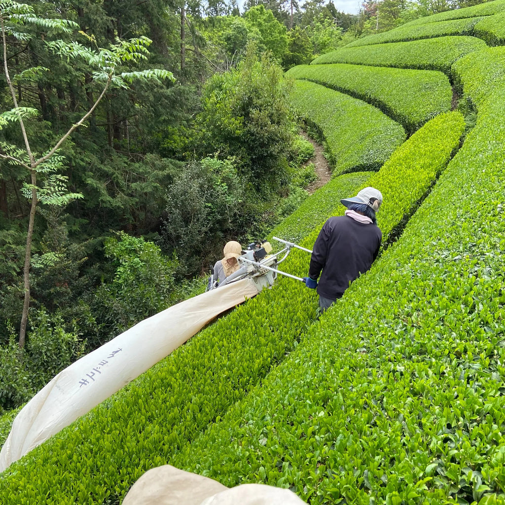 Ceremonial Grade Matcha 30g